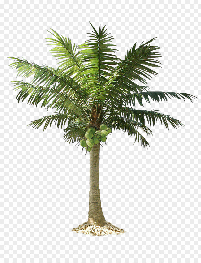 Palm Tree Arecaceae Clip Art PNG