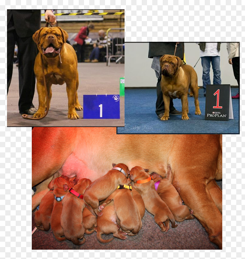 Puppy Dog Breed Dogue De Bordeaux Tosa Non-sporting Group PNG