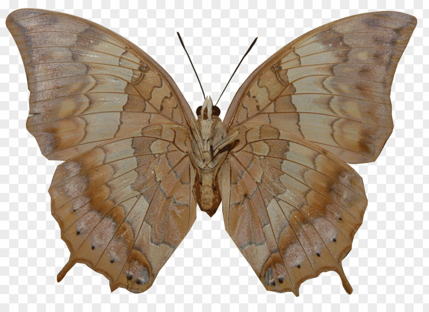 Tawny Butterfly Nymphalidae Insect Charaxes Bernardus PNG