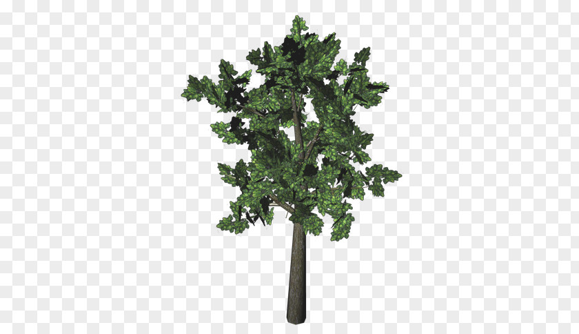 TREE 3D Fiddle-leaf Fig Common Tree Albizia Julibrissin PNG
