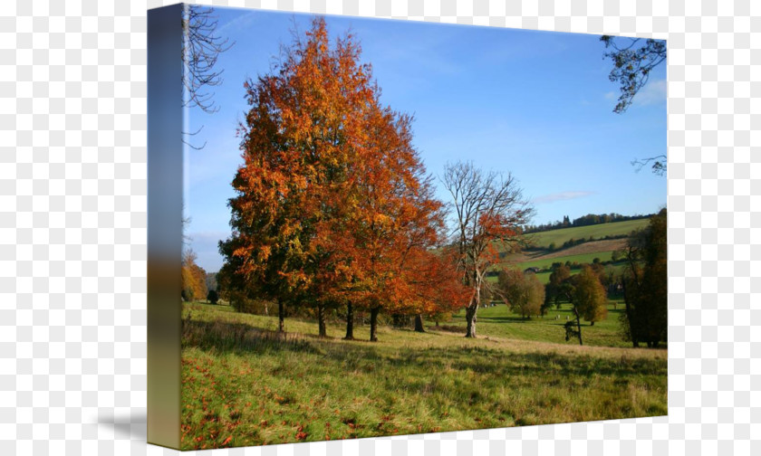 Autumn Colours Tree Ecosystem Landscape Larch Biome PNG
