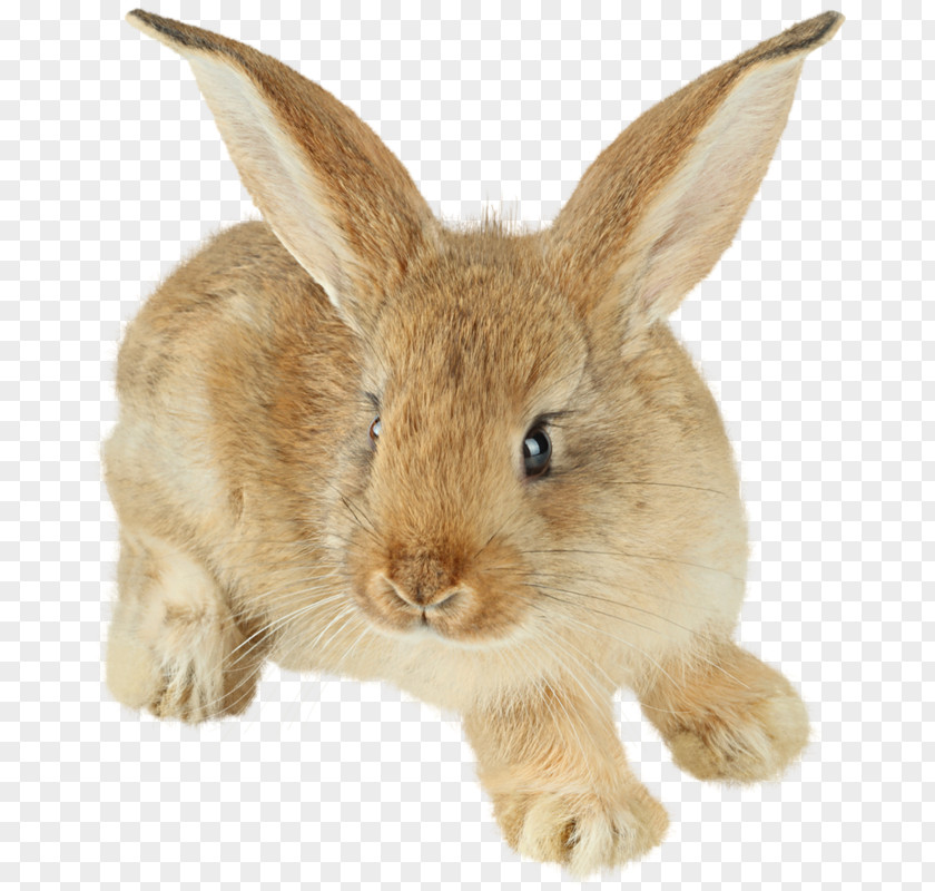 Cute Animals Easter Bunny Hare Cottontail Rabbit Domestic European PNG