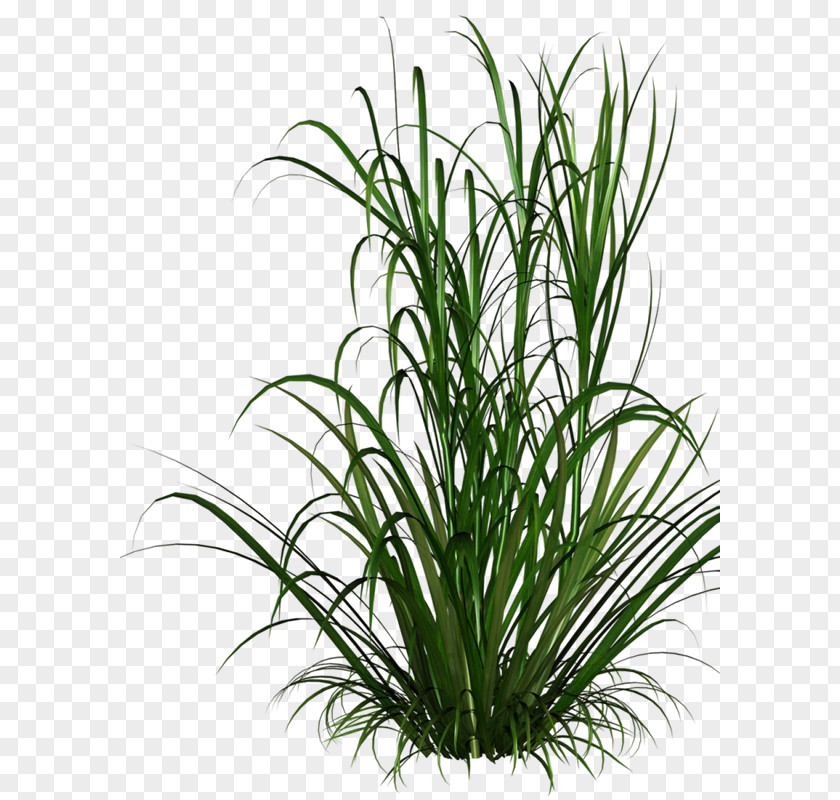 Plant Ornamental Grass Grasses Lawn PNG