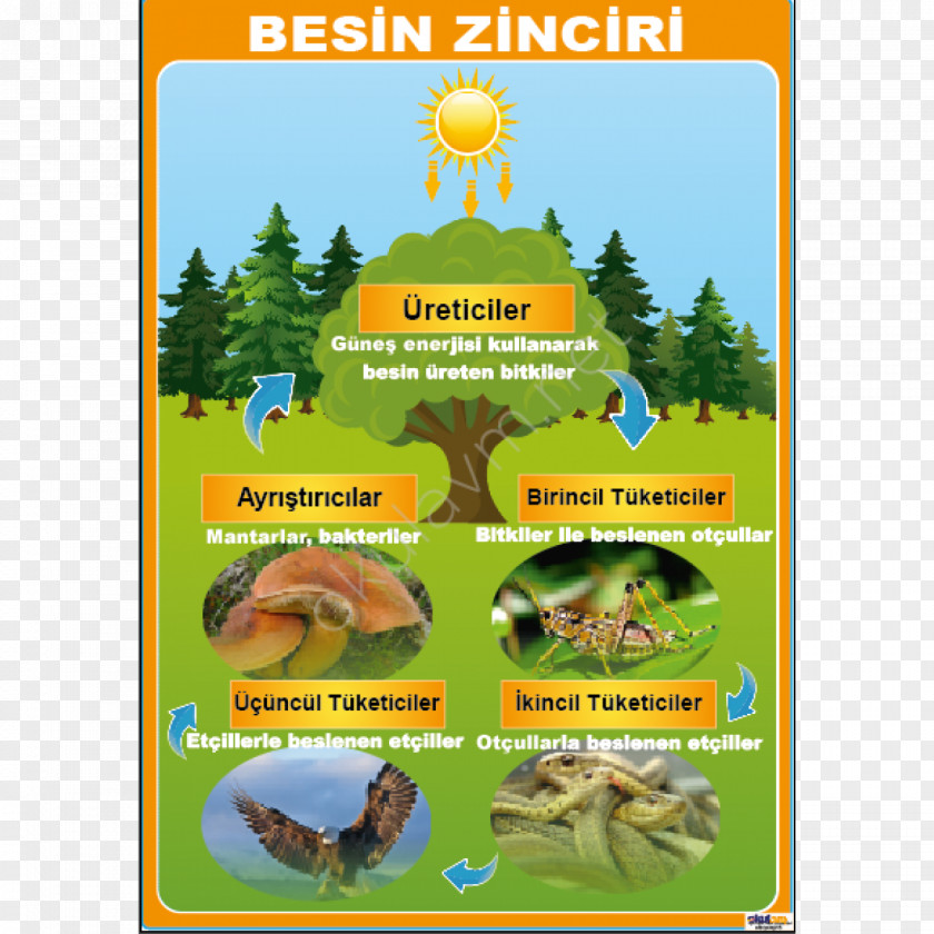 Science Nutrient Ecosystem Food Chain Poster Web PNG