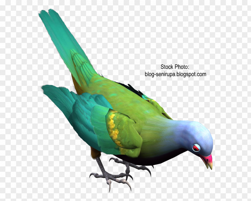 Seni Macaw Art Parakeet Feather Beak PNG