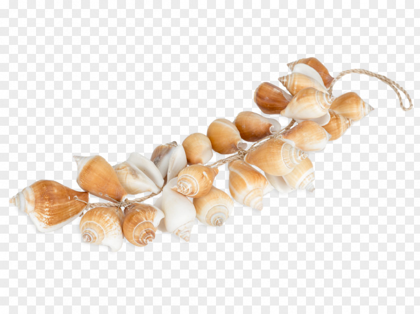 Strom Bivalvia Room Chain Gastropods Jewellery PNG