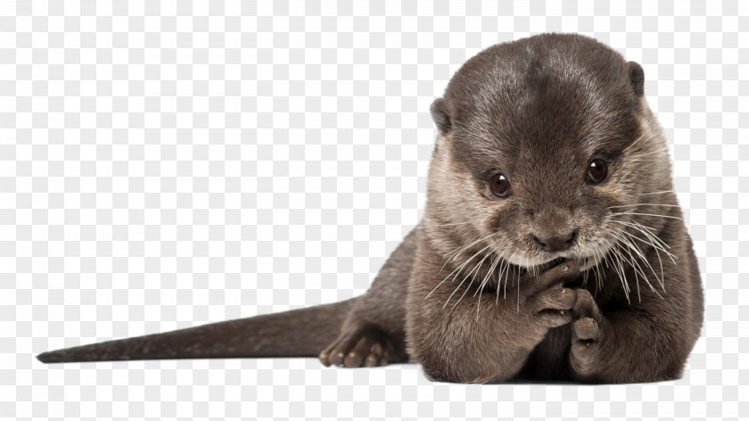 Baby Otter Images Sea Clip Art Desktop Wallpaper PNG