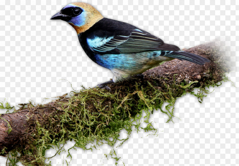 Bird Finches Rancho Naturalista Tanager Accommodation PNG