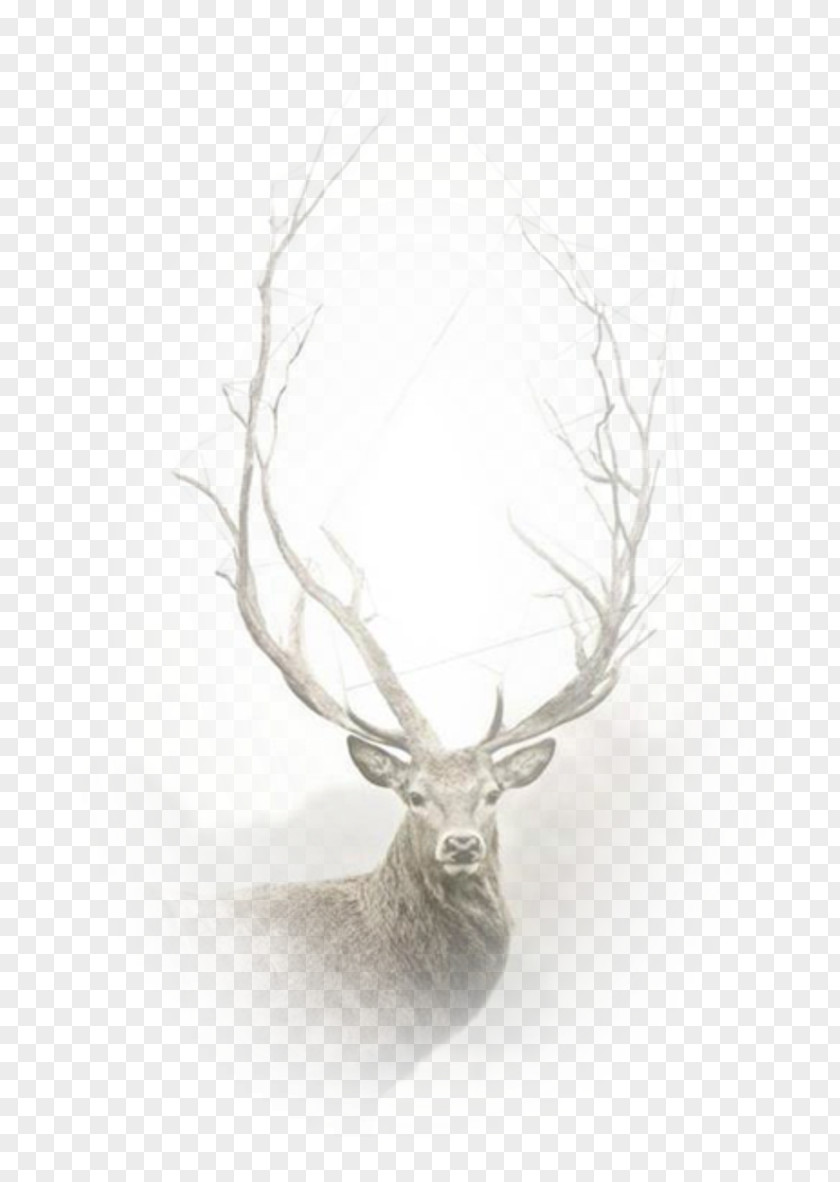Deer Desktop Wallpaper Red Image Video PNG