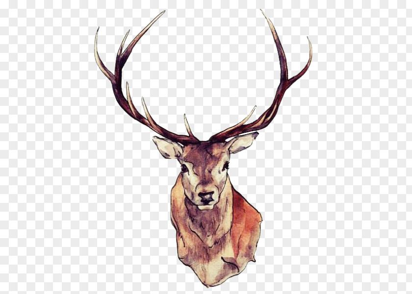 Deer Red Drawing Watercolor Painting Art PNG