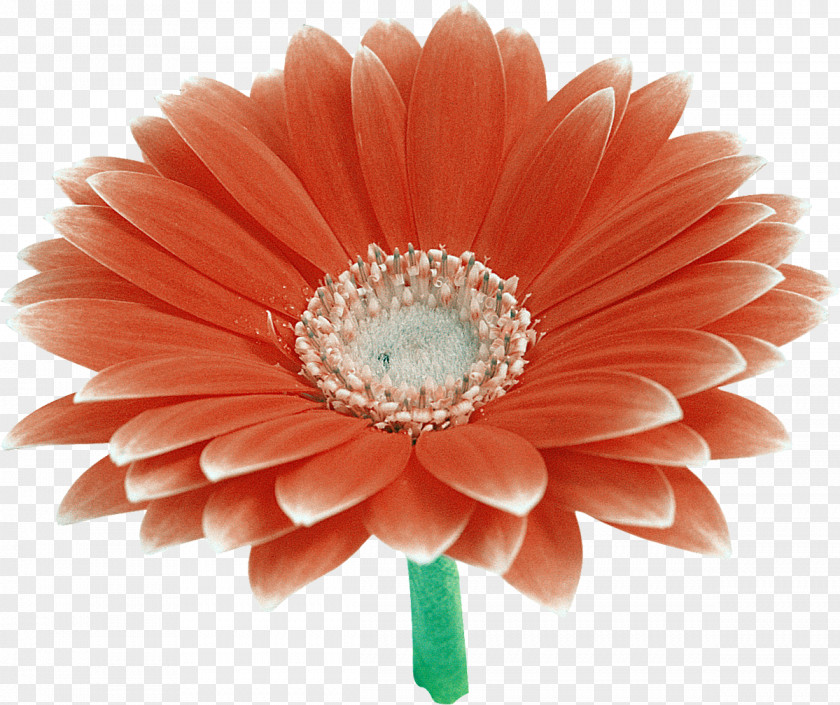 Gerbera Transvaal Daisy Cut Flowers Clip Art PNG