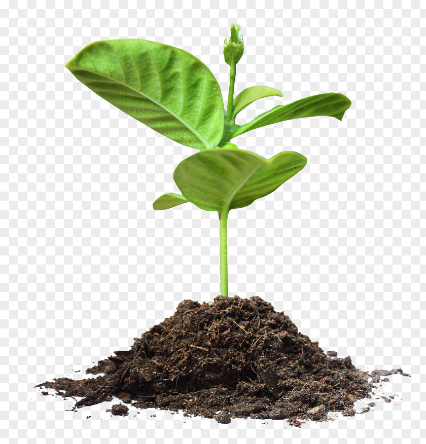 Growth Park Tree Planting Paper Organization PNG