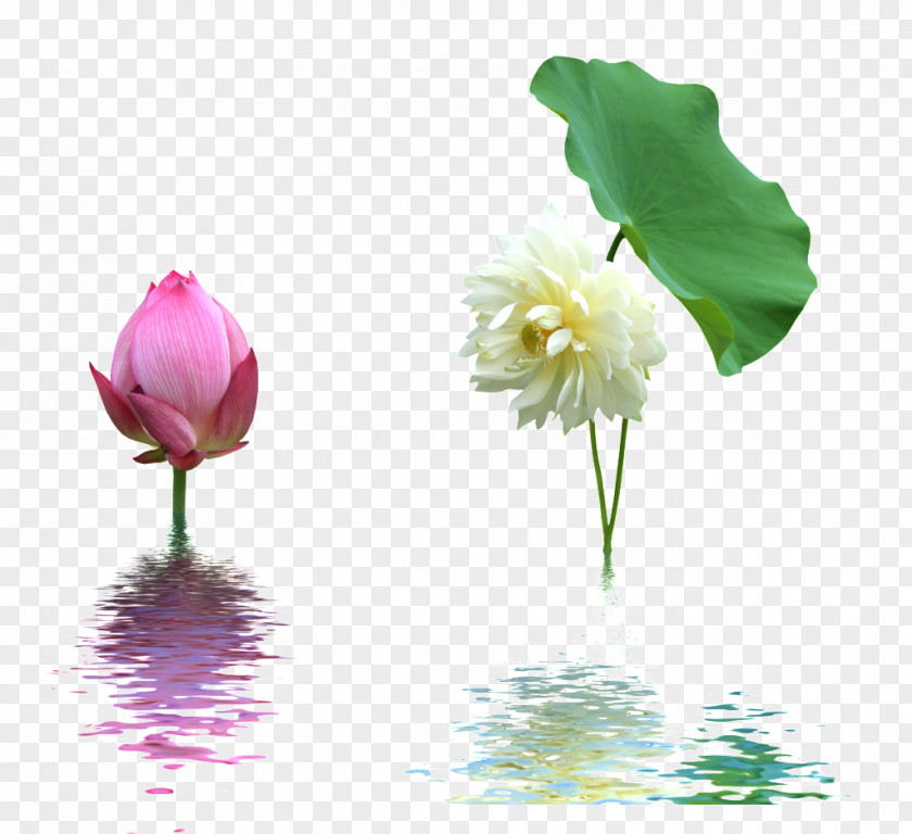 Lotus Watermark Nelumbo Nucifera Icon PNG