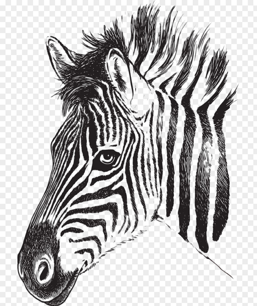 Zebra Picture Drawing Stripe Clip Art PNG