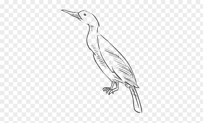 Bird Drawing Sketch PNG
