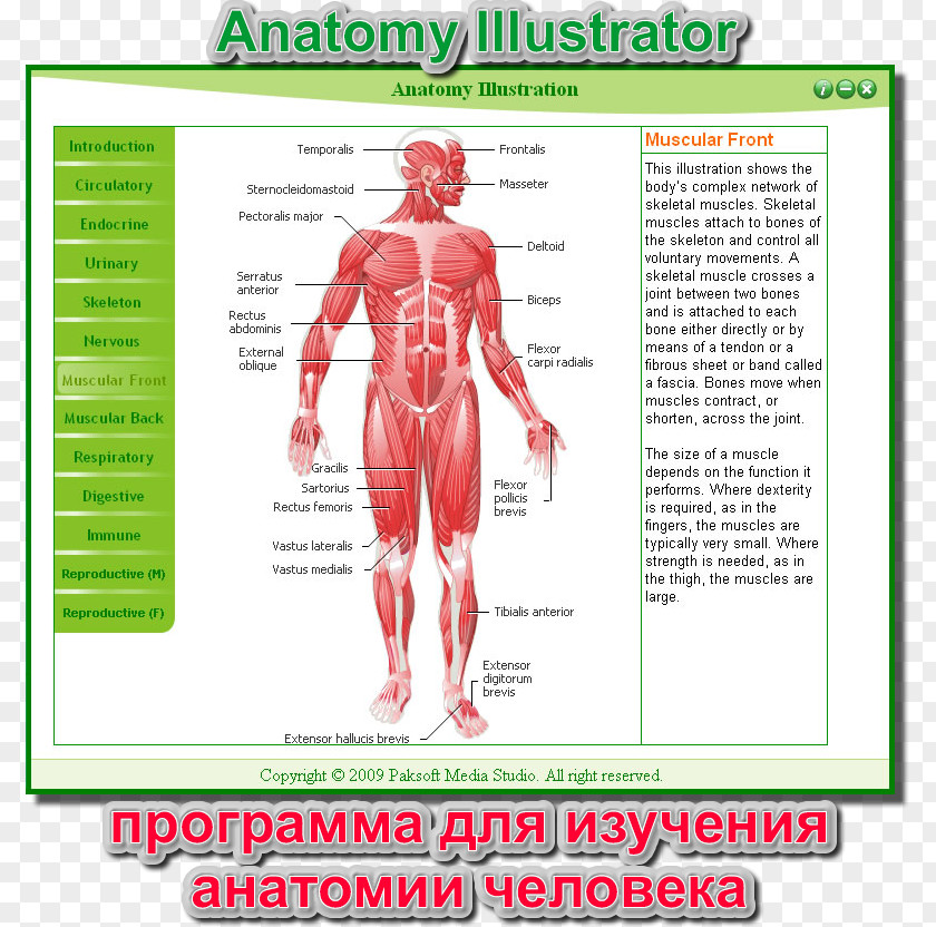 Digest Muscle Homo Sapiens Human Body Muscular System Anatomy PNG