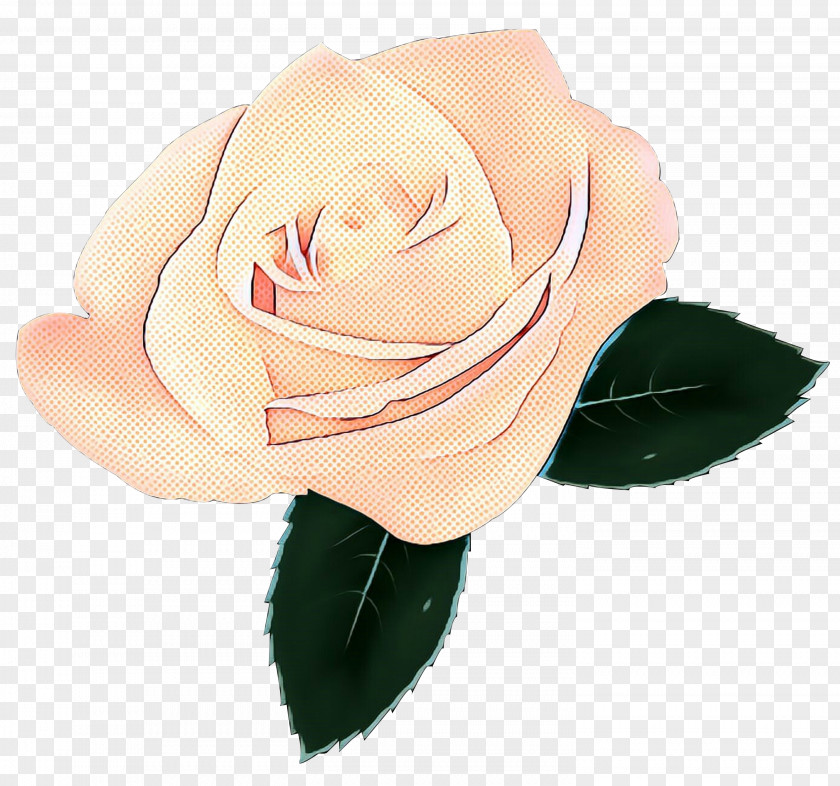 Garden Roses Cabbage Rose Cut Flowers Petal PNG
