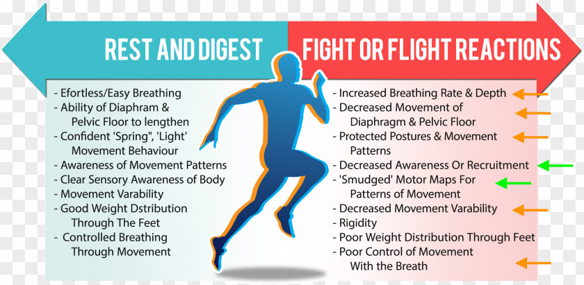 Merck Manual Of Diagnosis And Therapy Parasympathetic Nervous System Fight-or-flight Response Physiology PNG