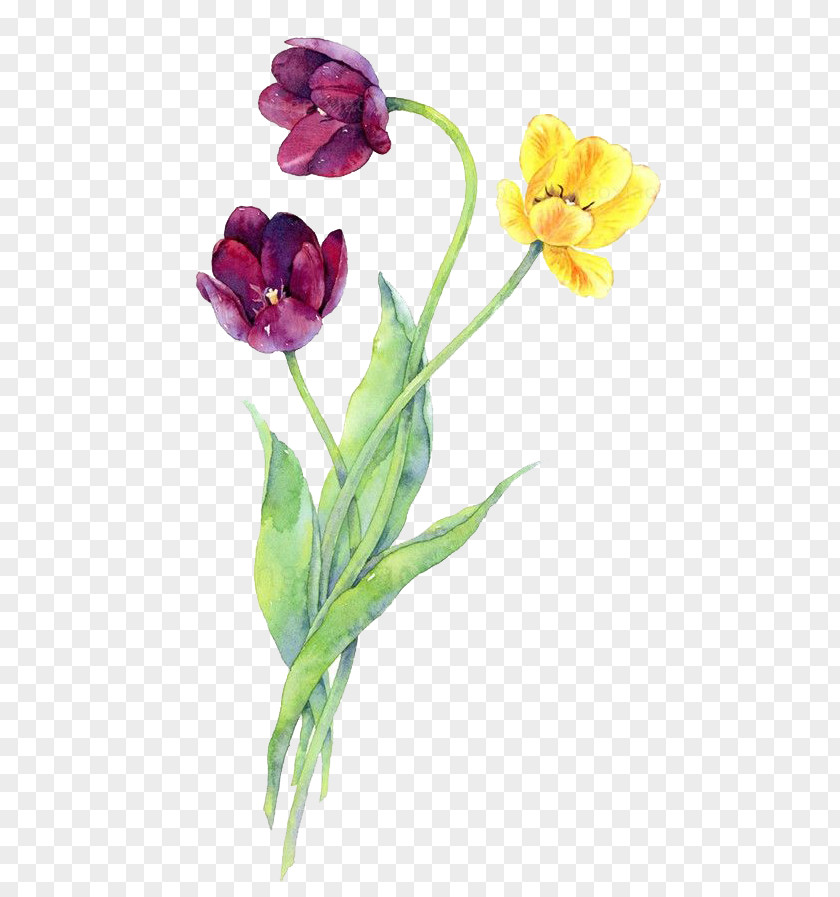 Watercolor Flowers PNG