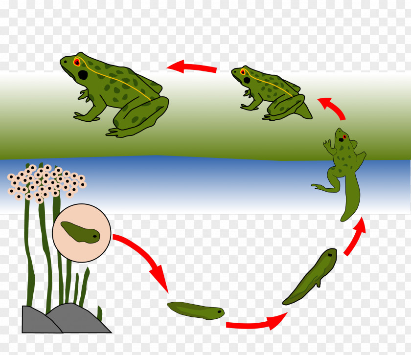 Frog Animation Toad True Biological Life Cycle Tree PNG