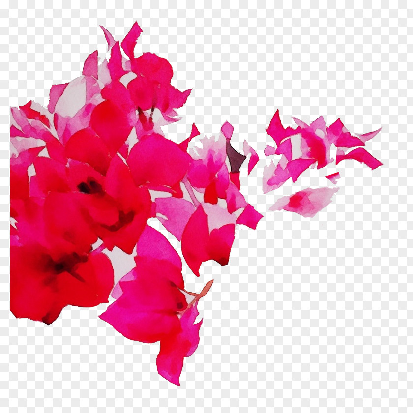 Herbaceous Plant Flowering Pink Petal Flower Magenta Bougainvillea PNG