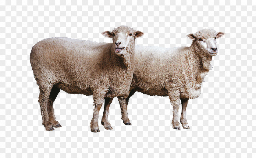 Highland Sheep Ovis Orientalis Goat Clip Art PNG