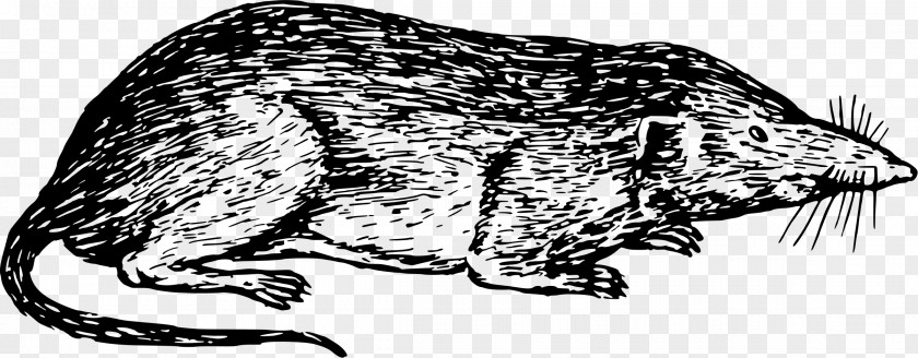 Mouse Vector Cat Common Shrew Canidae Clip Art PNG