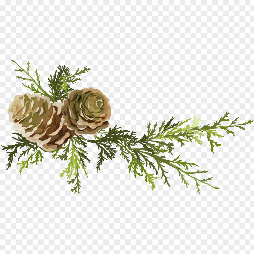 Pine Needles And Cones Conifer Cone Leaf PNG