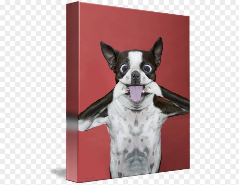 Puppy Shar Pei Dad Joke Boston Terrier Art Dog PNG