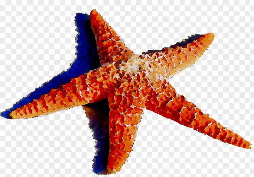 Starfish Echinoderm Orange S.A. PNG