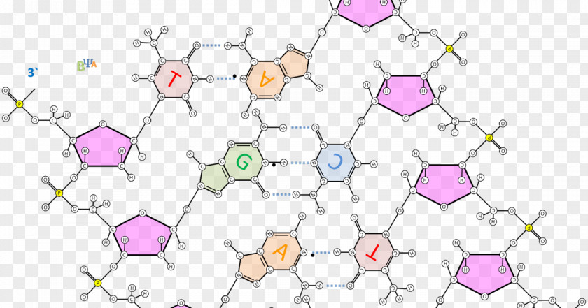 The Double Helix: A Personal Account Of Discovery Structure DNA Nucleotide Base Pair Hydrogen Bond PNG