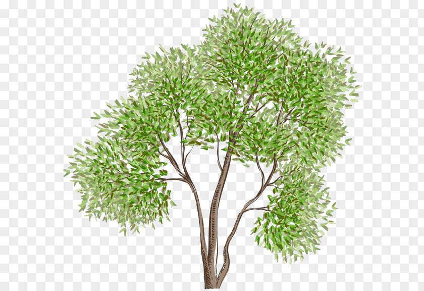 Tree Drawing PNG