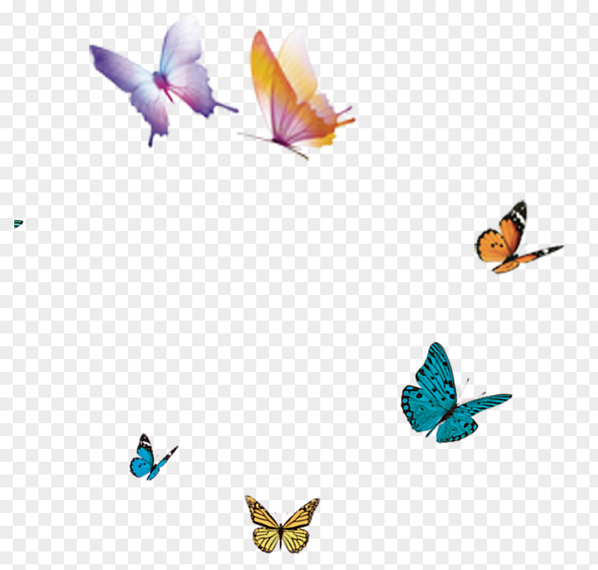 Butterfly Flight Wing PNG