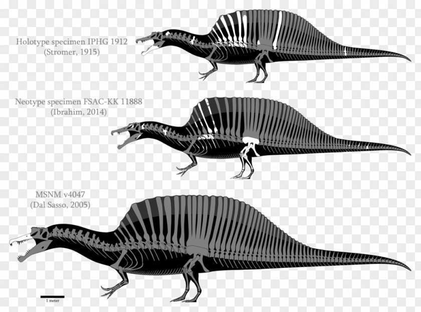Dinosaur Spinosaurus Giganotosaurus Tyrannosaurus Mosasaurus Turkana Grits PNG