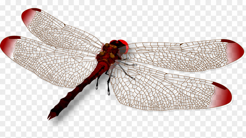 Dragonfly Insect CorelDRAW Clip Art PNG