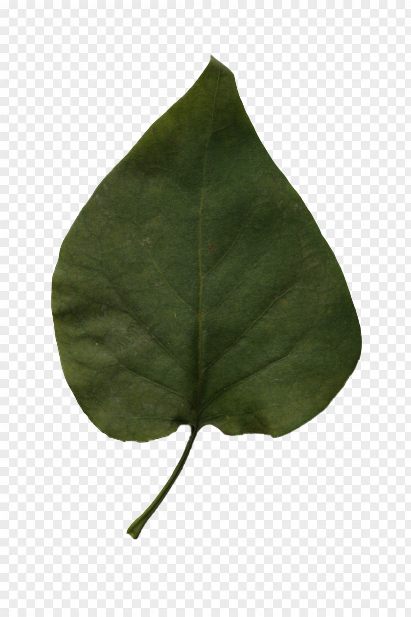 Leaf Alpha Compositing Image Resolution PNG