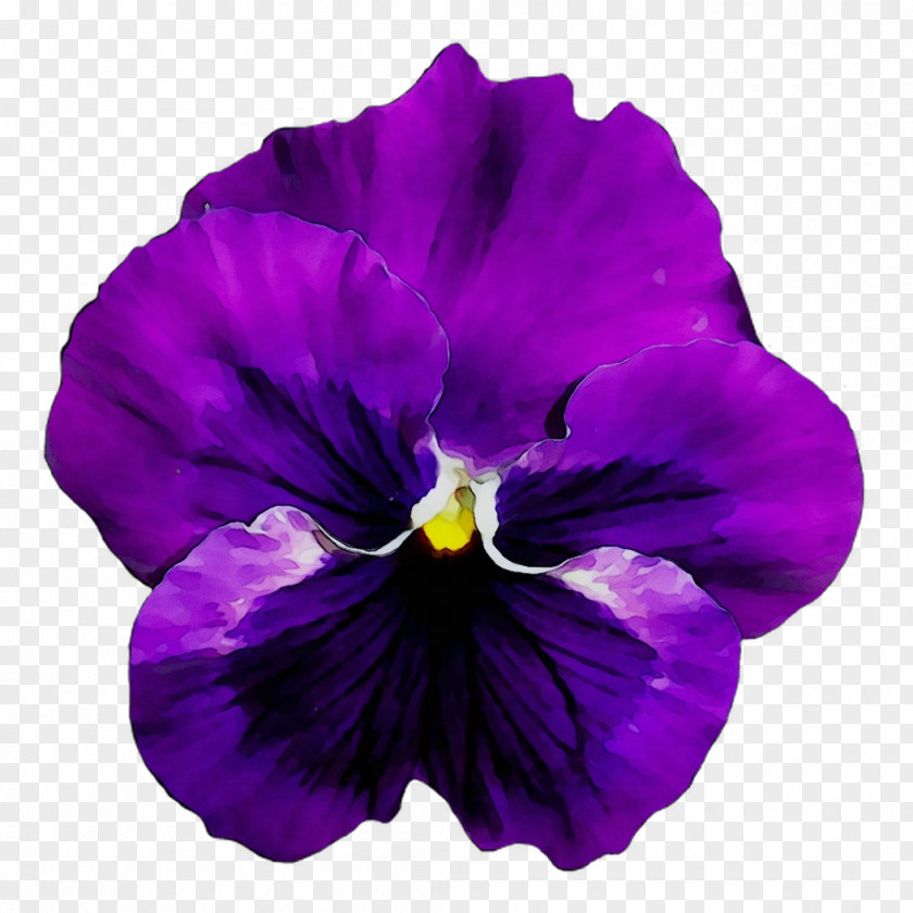 Pansy Flower Violet Purple Blue PNG