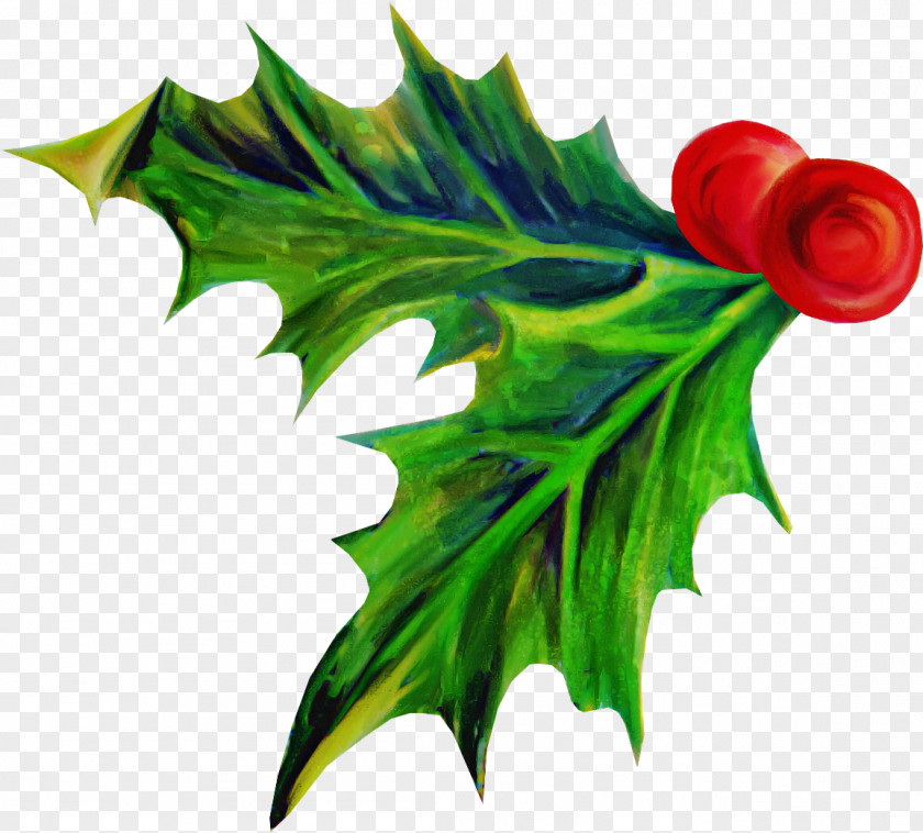 Plane Tree Holly PNG