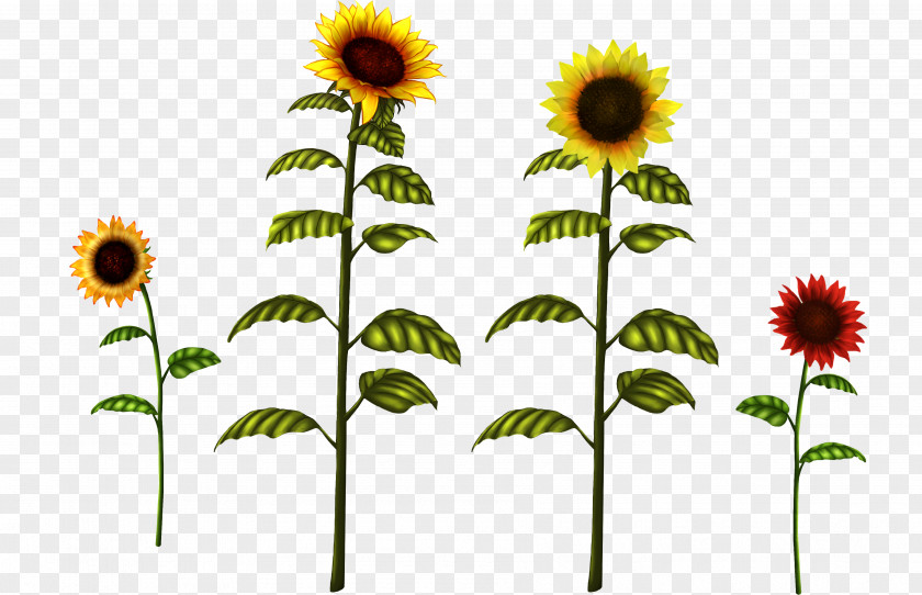 Sunflower Common Drawing Clip Art PNG
