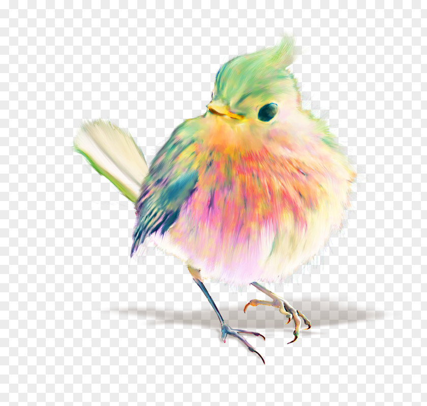 Bird Watercolor Painting Drawing Pastel PNG