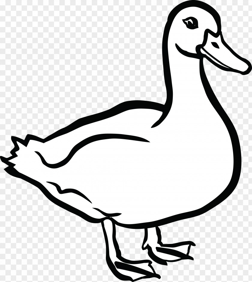DUCK Duck American Pekin Mallard Clip Art PNG