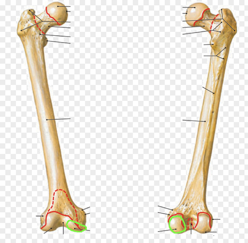 Human Anatomy Femur Intertrochanteric Crest Line Bone Fibula PNG