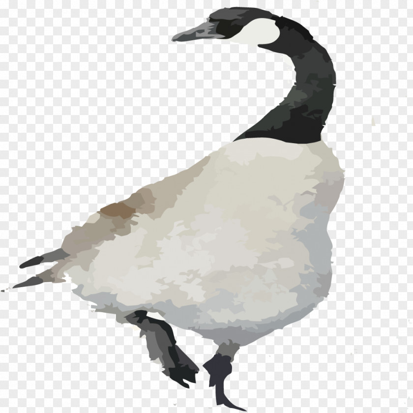 Creative Hand-painted Swan Duck Goose Cygnini Bird PNG