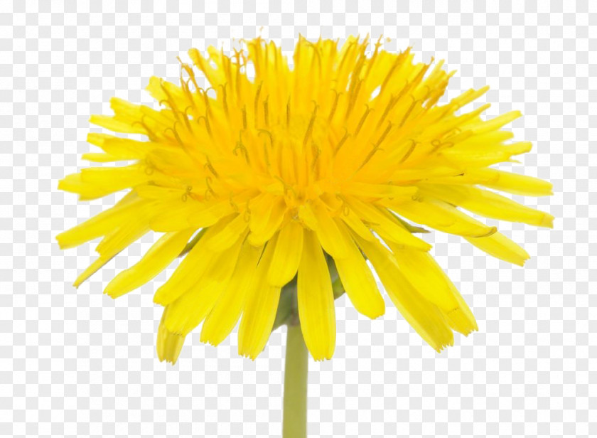 Flower Yellow Common Dandelion Image Stock Photography PNG
