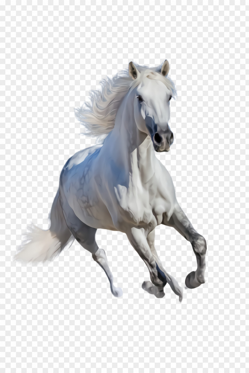 Sorrel Pony Horse Animal Figure Stallion Mustang Mane PNG