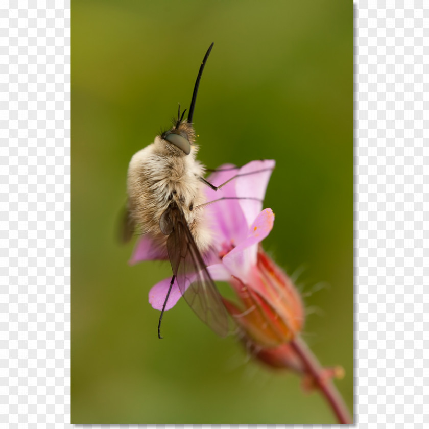 Bee Honey Moth Nectar Pollen PNG