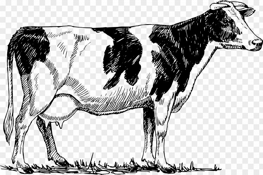 Cow Outline Holstein Friesian Cattle Drawing Dairy PNG