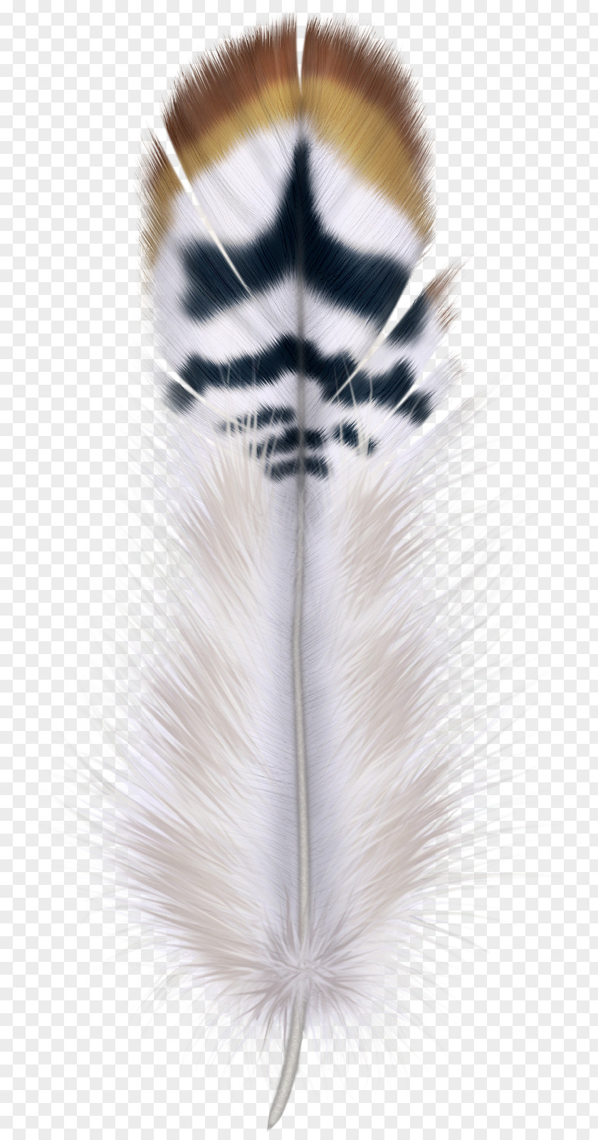 Feather Bird Hair PNG