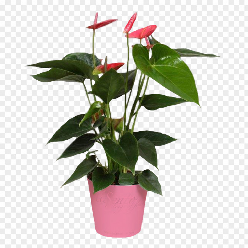 Leaf Cut Flowers Flowerpot Houseplant Plant Stem PNG