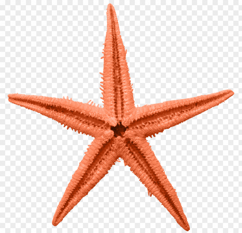 Orange Five-pointed Star Common Starfish Linckia Laevigata PNG